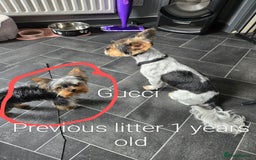Yorkshire Terrier dogs for sale: 💝💝💝Both sides many champions 💝💝💝 in Leeds - Image 29