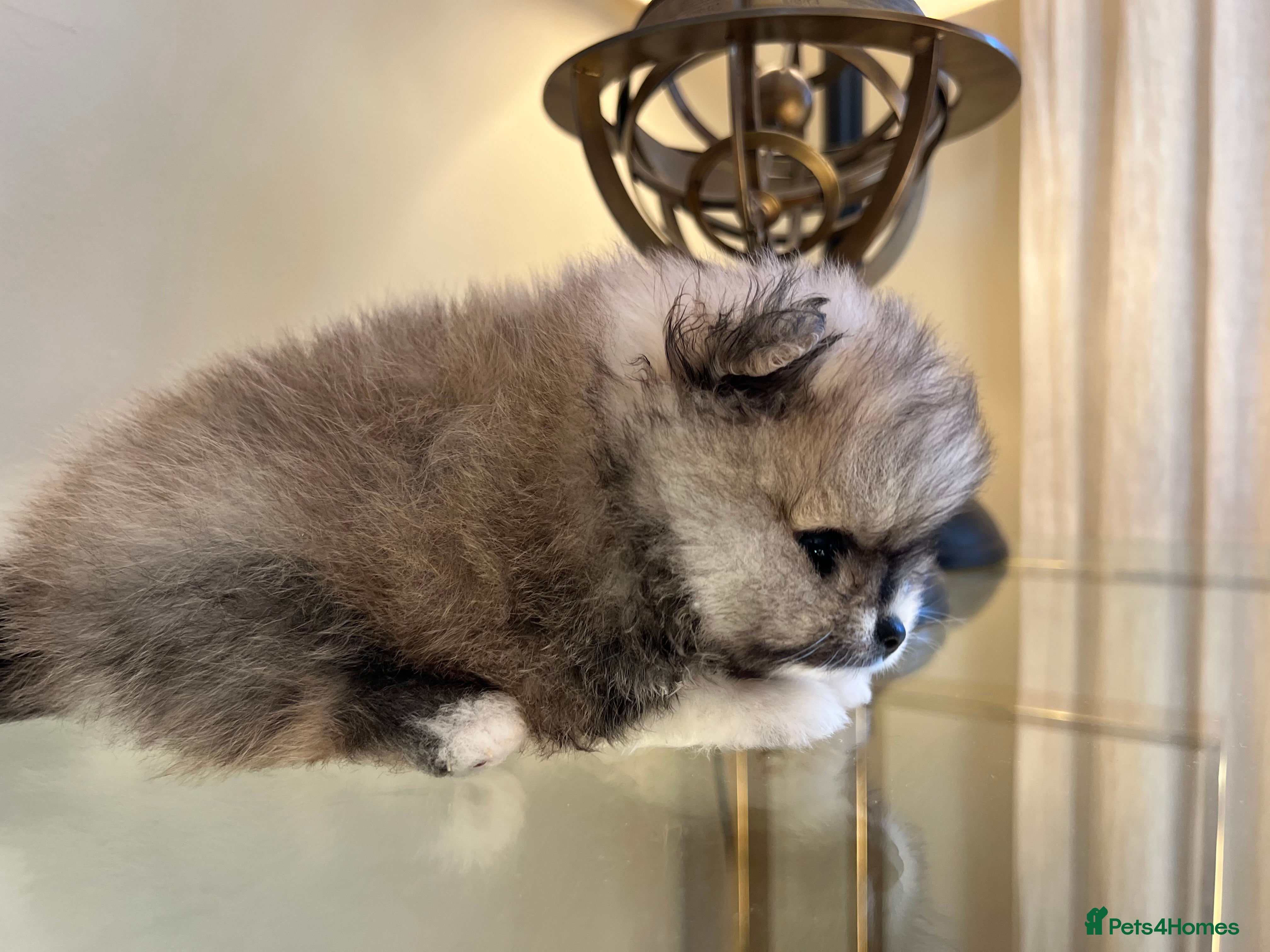 Pomeranian dogs Pomempire KC Pomeranian – Orange Teddy Bear Boy - Advert 2