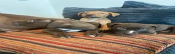 American Bull Staffy dogs for sale: 100% American Bull Staff Puppies for Sale - Advert 17