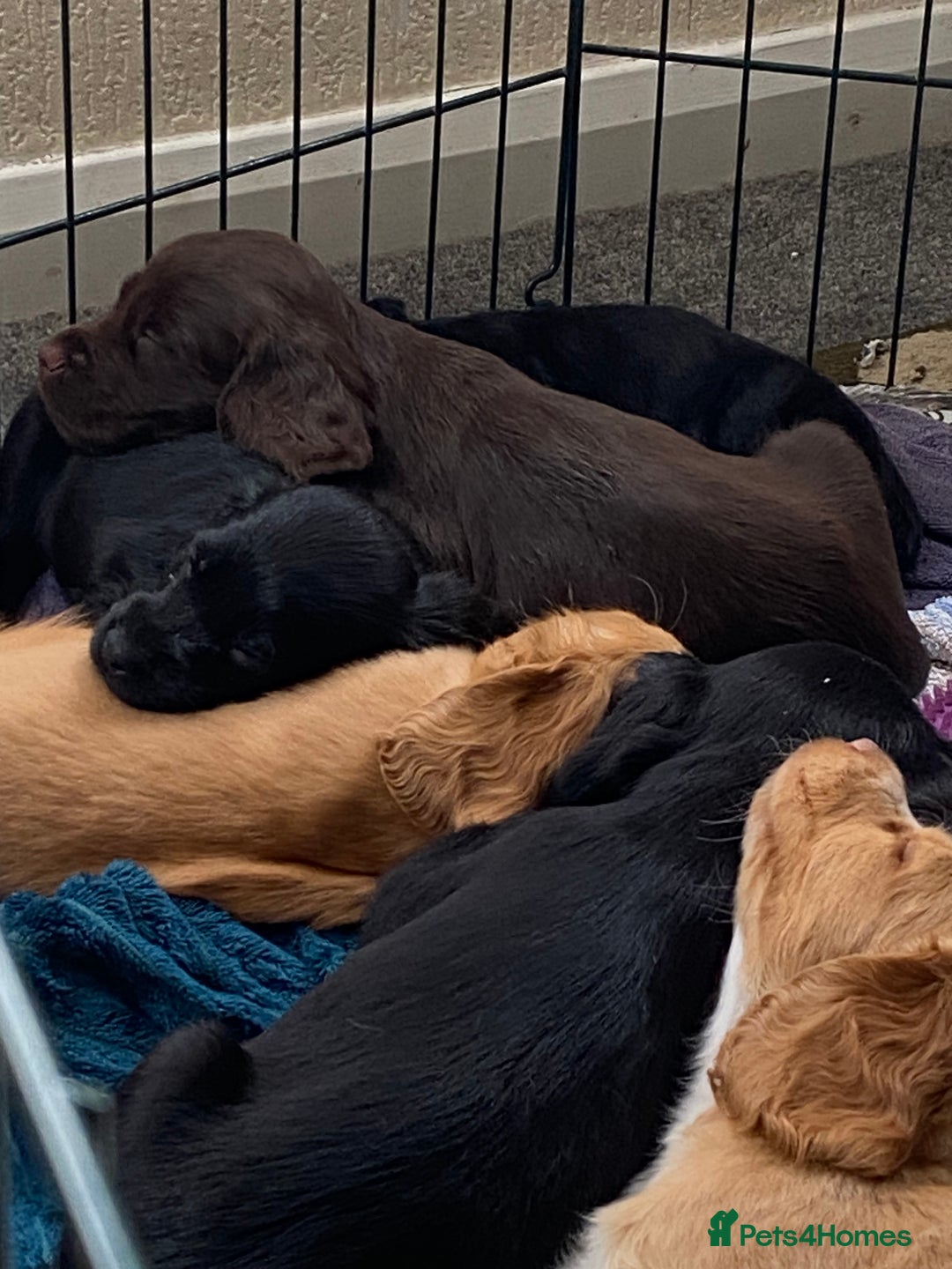 Cocker Spaniel dogs for sale: Cocker spaniel puppies for sale  - Image 4