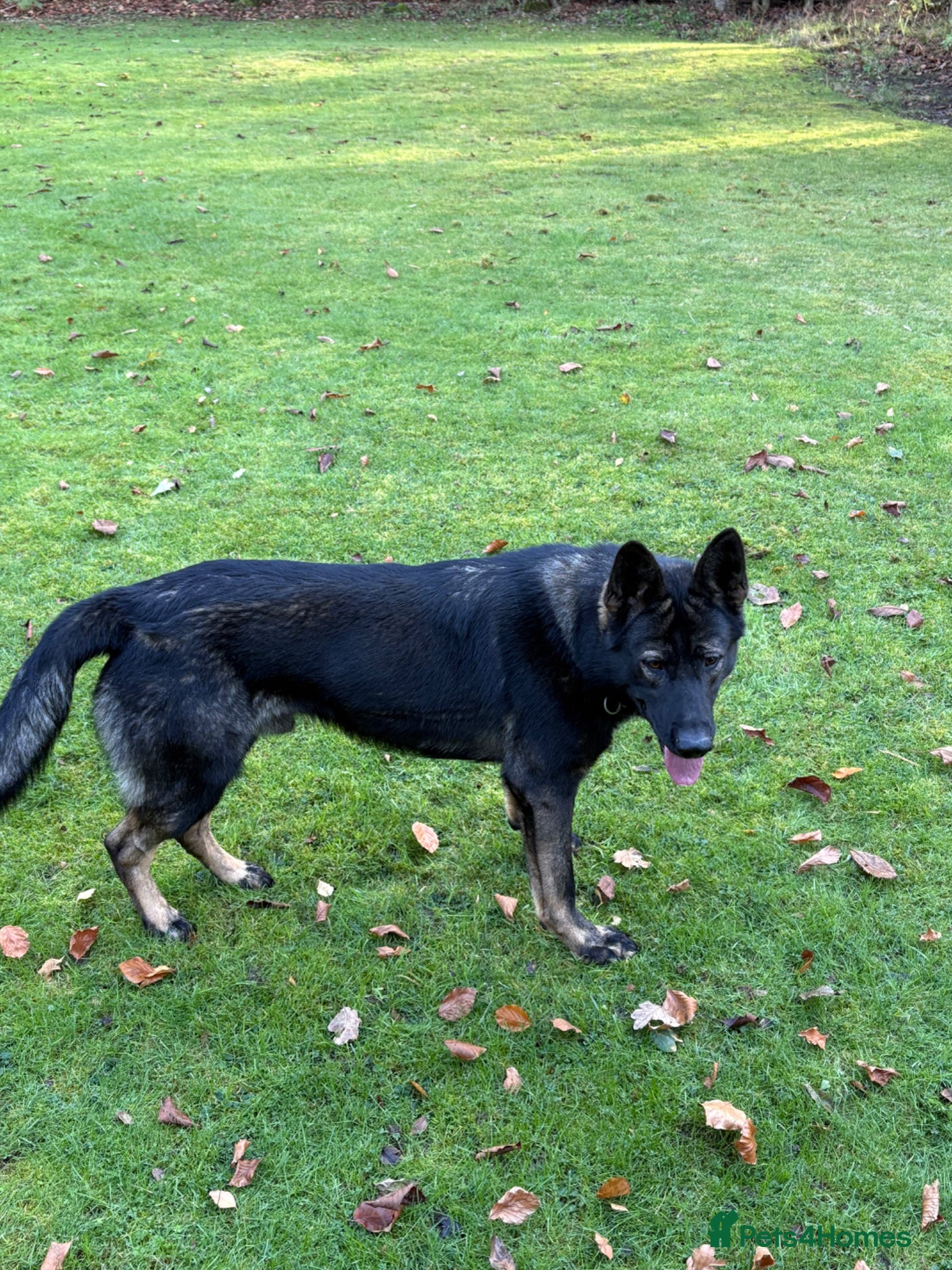 German Shepherd dogs KC REG Czech import  - Advert 1