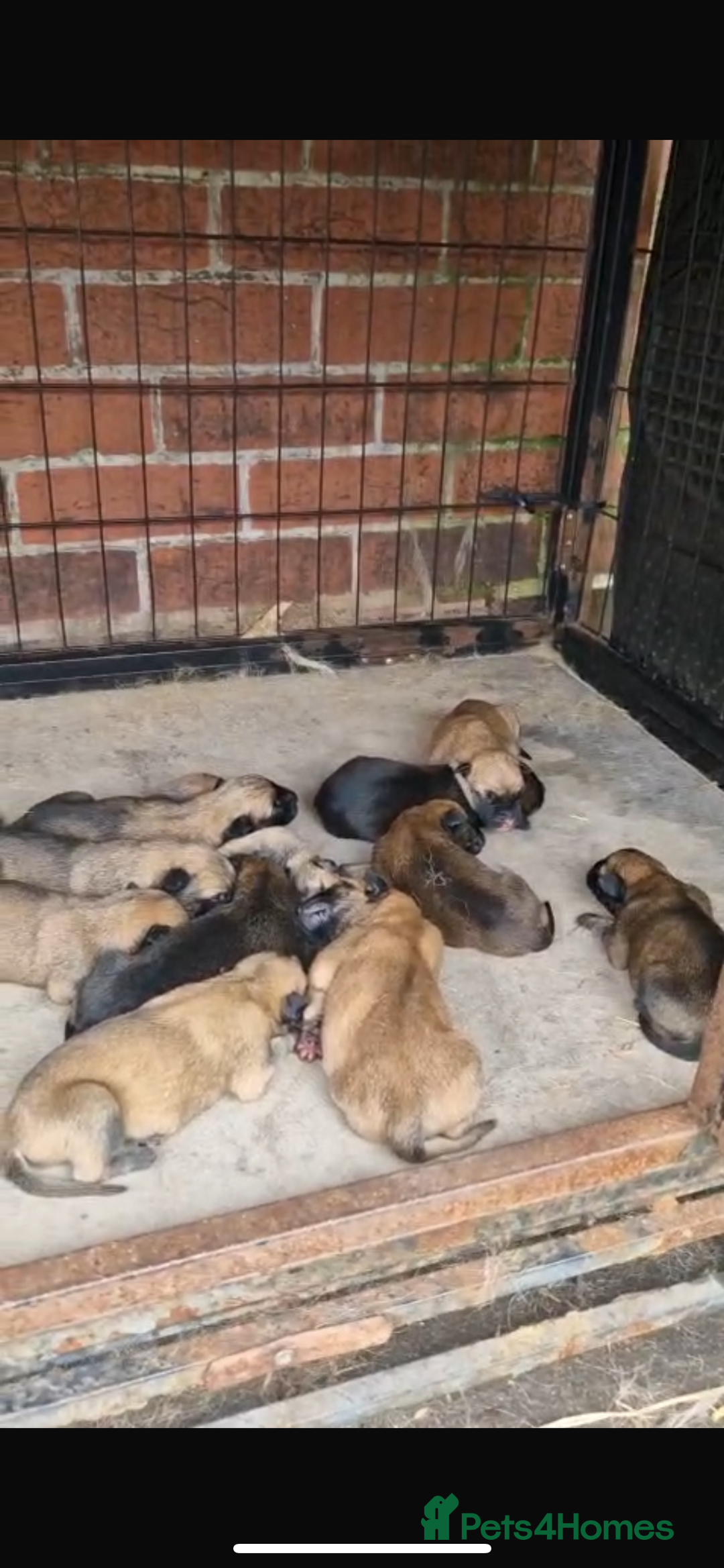 Belgian Shepherd Dog dogs for sale: Stunning Pure Belgian Malinois Pups - Image 3
