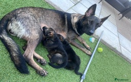 German Shepherd dogs for sale: gorgeous kc reg working blood line German Shepard  - Image 18