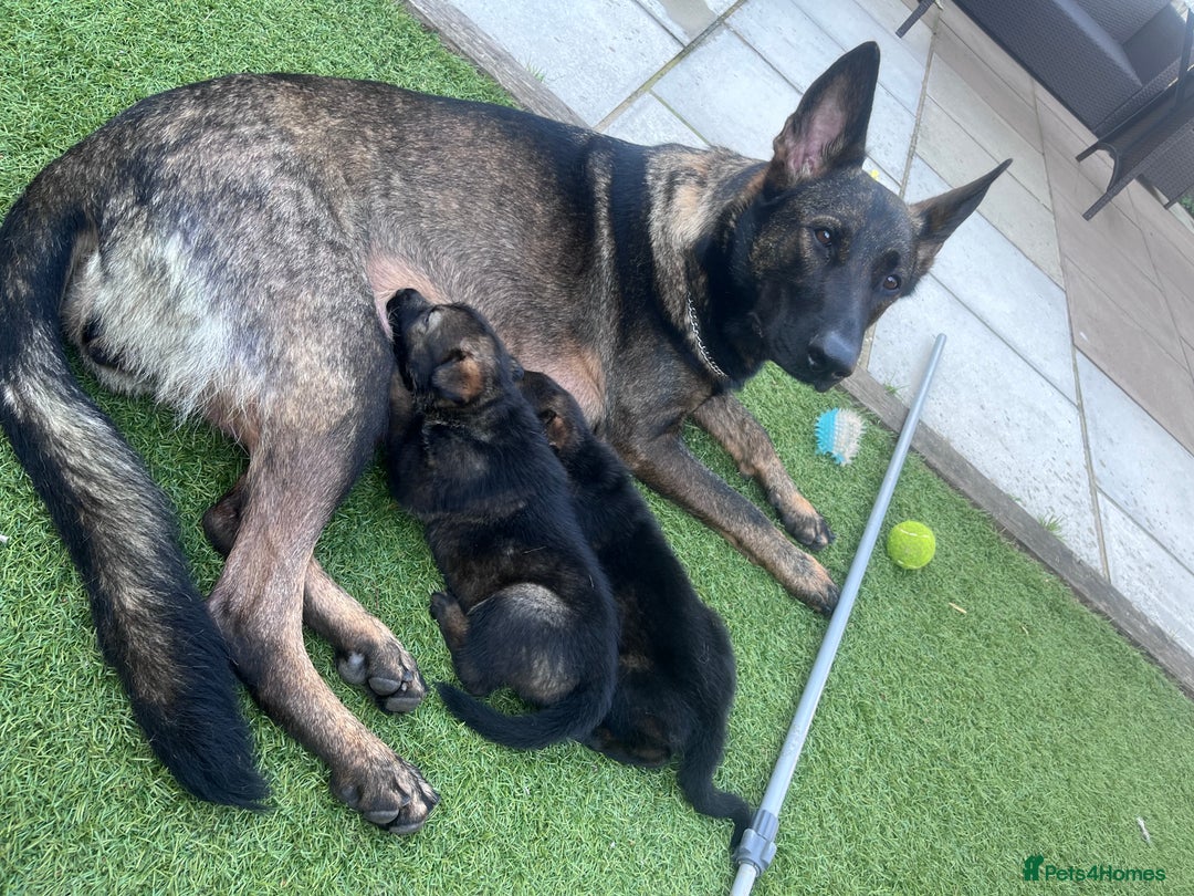 German Shepherd dogs for sale: gorgeous kc reg working blood line German Shepard  - Image 18