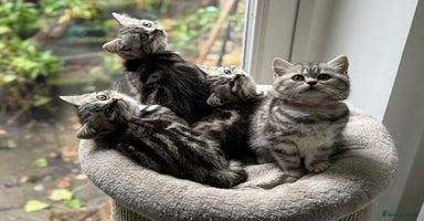 British Shorthair cats - Advert 2