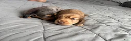 Dachshund dogs for sale: 2x Long haired dachshunds - Advert 5
