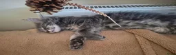 Maine Coon cats for sale:  Final 2 Majestic Maine coons - Advert 7