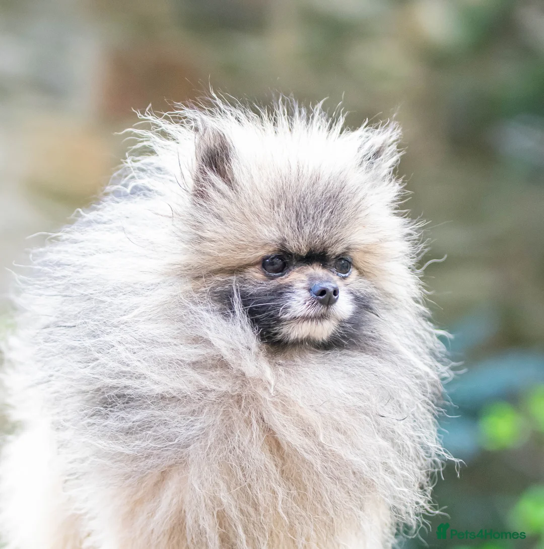 Pomeranian dogs for stud: Outstanding Tiny Stud Boy kc in Pontefract - Advert 10