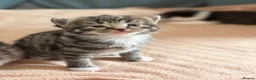 Mixed Breed cats for sale: 4 Beautiful kittens very fluffy 🔥 - Advert 6