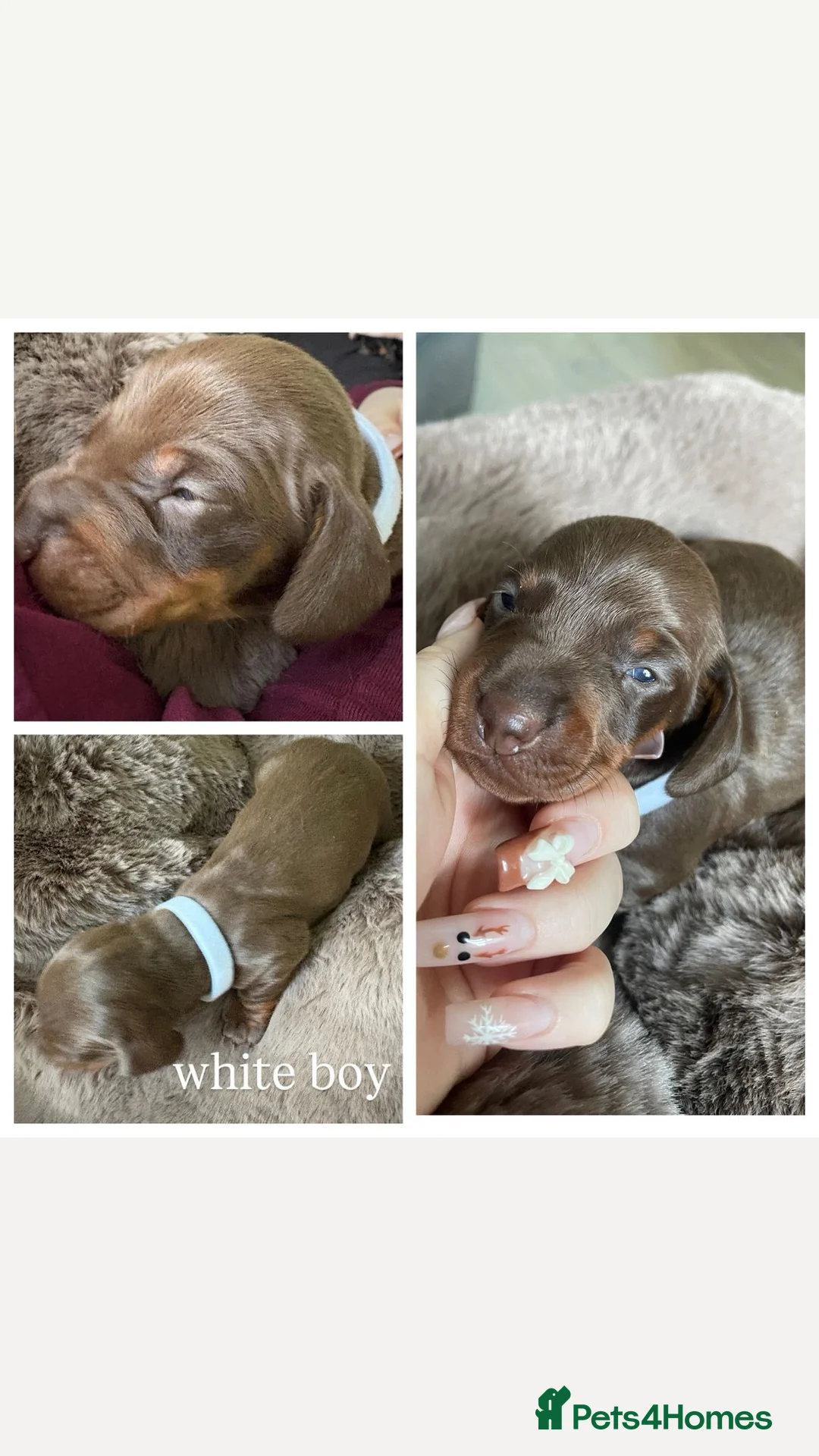 Miniature Dachshund dogs for sale: Miniature dachshund puppies  - Advert 4