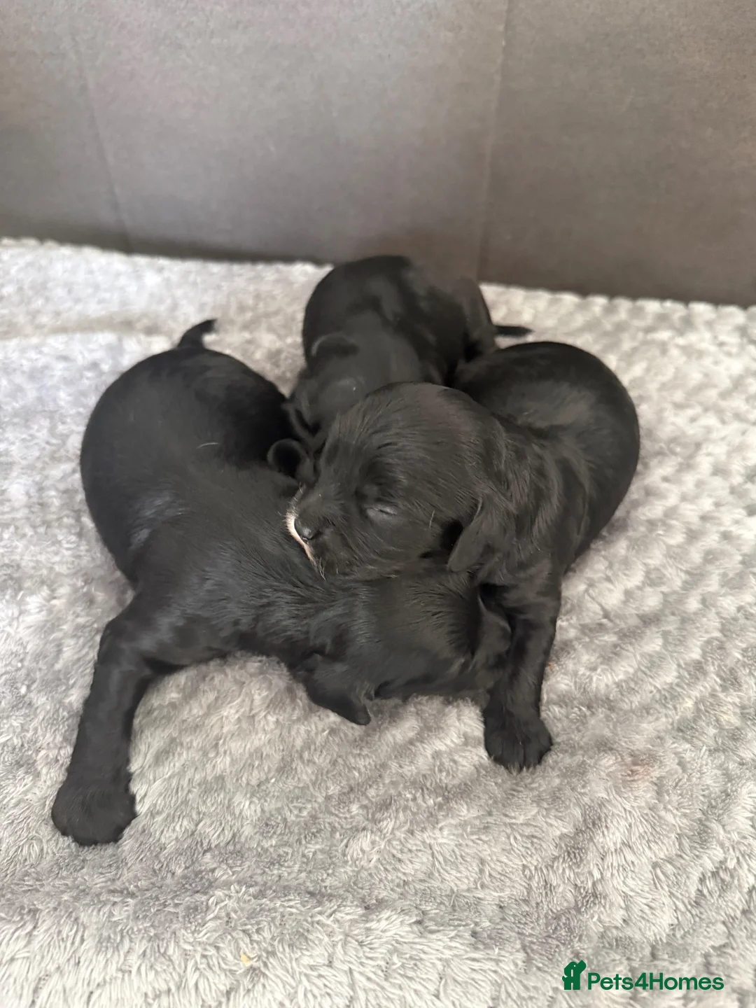 Cavapoo dogs for sale: Cavapoo f1 health tested 5* incensed  - Advert 2