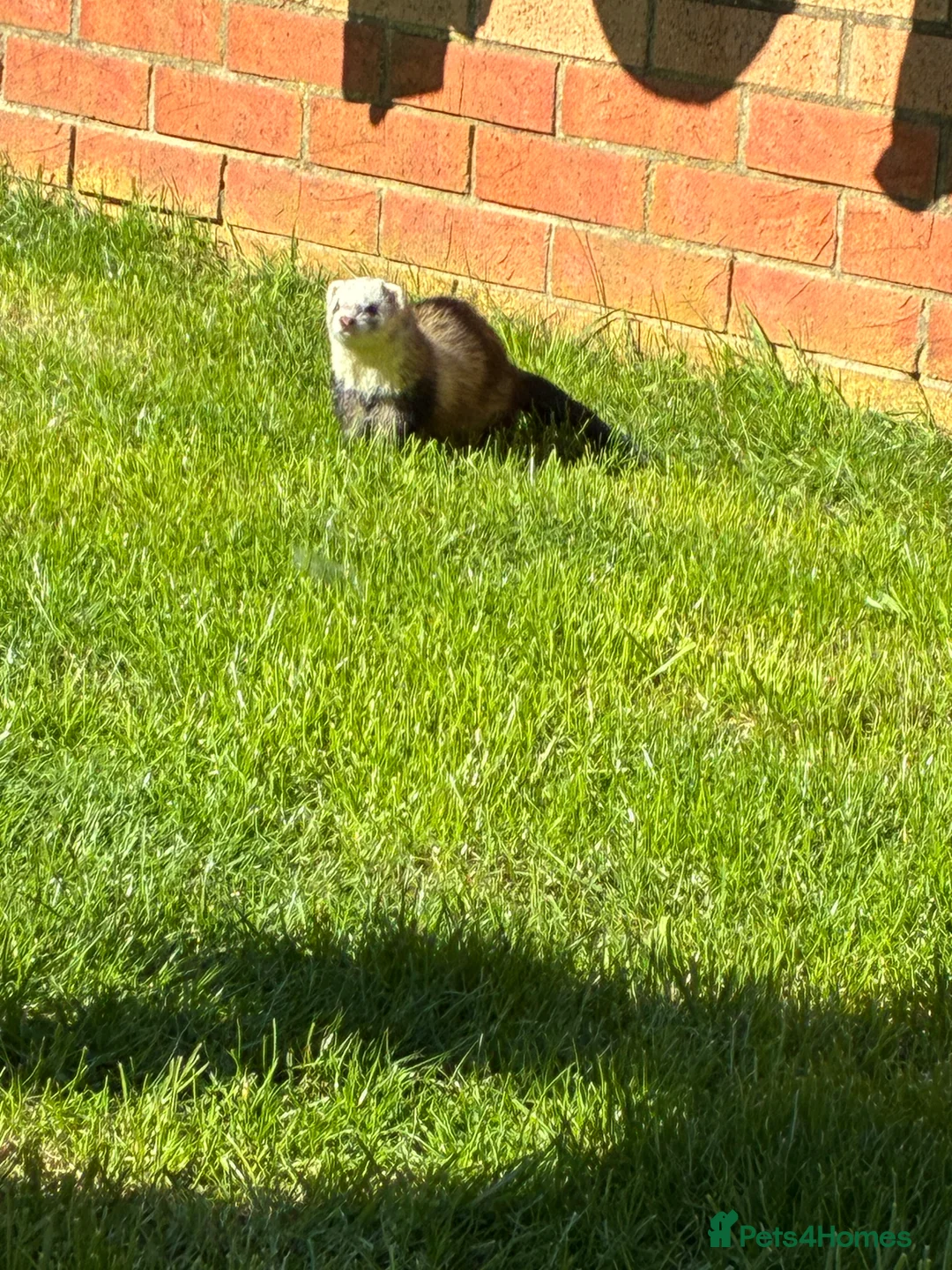 Ferret rodents for sale: Female ferret - Advert 8