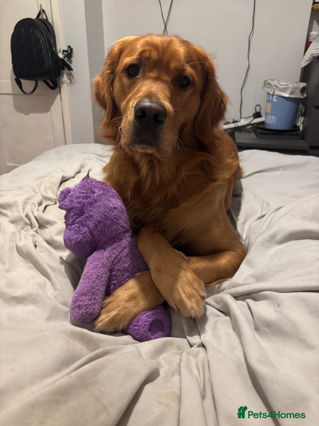 Golden Retriever dogs for stud: Handsome Golden Retriever for Stud - Advert 10