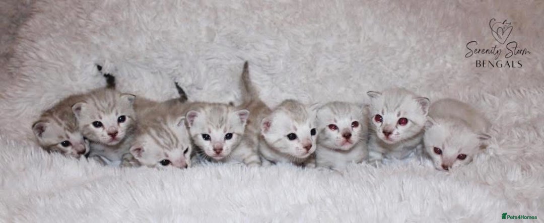 Bengal cats for sale: 😻OUTSTANDING SHOW BENGALS. SHOW WINNING PARENTS🏆 - Image 22
