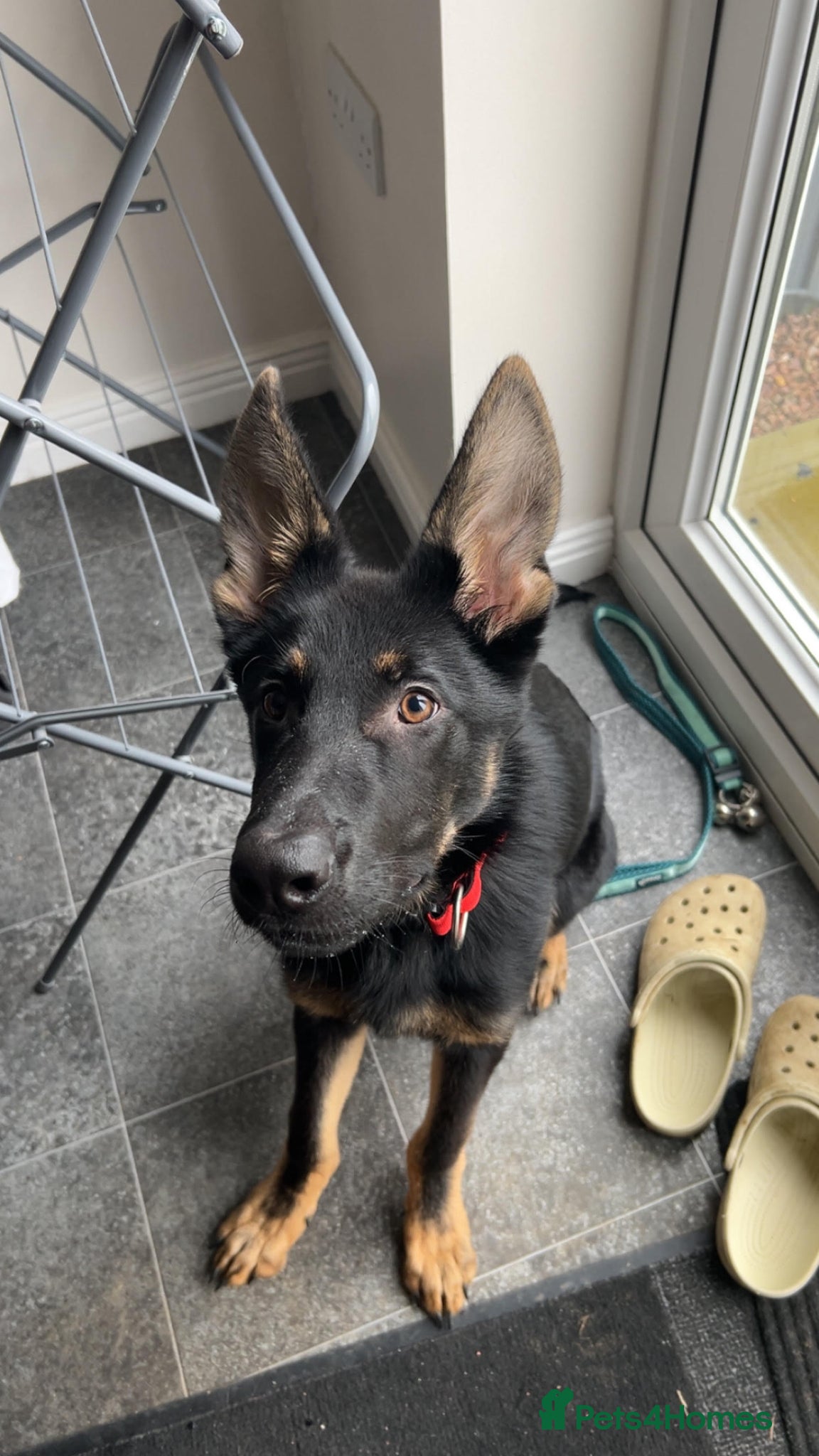 German Shepherd dogs 7 month old German Shepherd Rehoming - Advert 16
