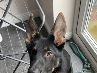 German Shepherd dogs 7 month old German Shepherd Rehoming - Advert 16