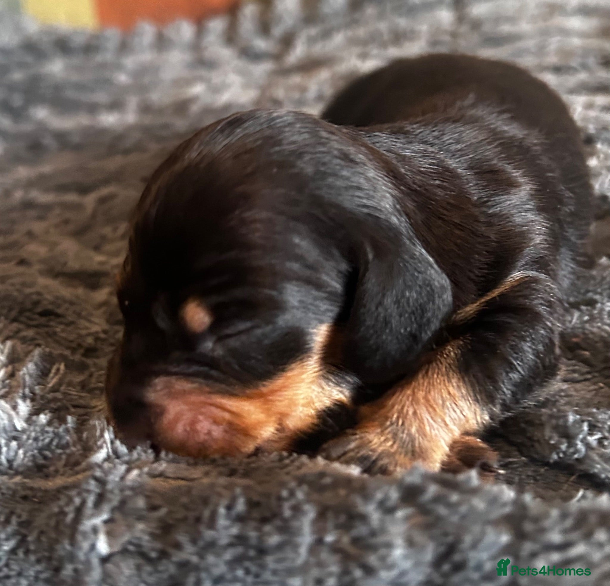 Dachshund dogs QUALITY KC STANDARD SMOOTH DAHSHUNDS  - Advert 2