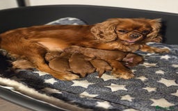 Cavapoo dogs for sale: ⭐️BEAUTIFUL INTENSE RED TOY CAVAPOO PUPPIES⭐️ - Image 9
