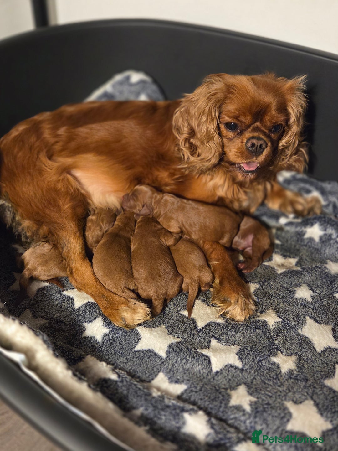 Cavapoo dogs for sale: ⭐️BEAUTIFUL INTENSE RED TOY CAVAPOO PUPPIES⭐️ - Image 9