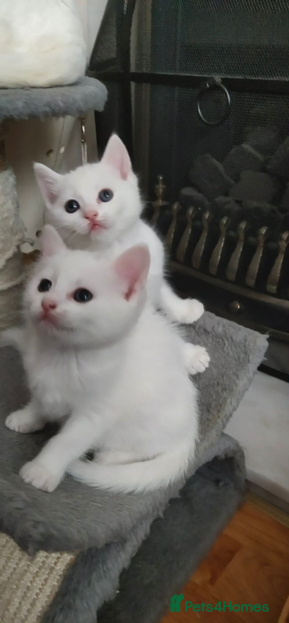 Mixed Breed cats Kittens - Advert 1