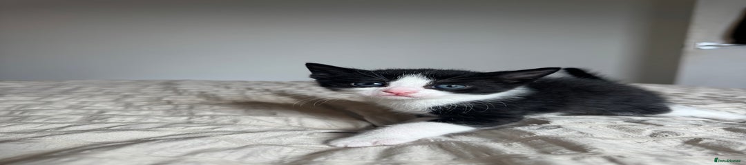 Mixed Breed Kitten 2