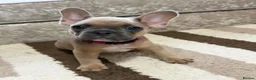 French Bulldog dogs for sale: Gorgeous French Bulldog Puppies - 3 Boys & 4 Girls in Doncaster - Advert 6