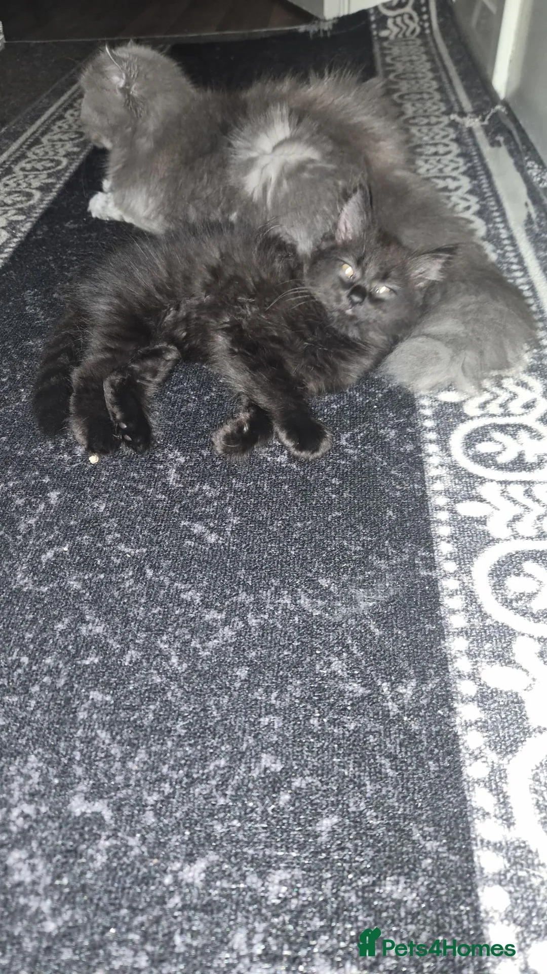 British Longhair cats for sale: British long hair kitten  - Advert 1