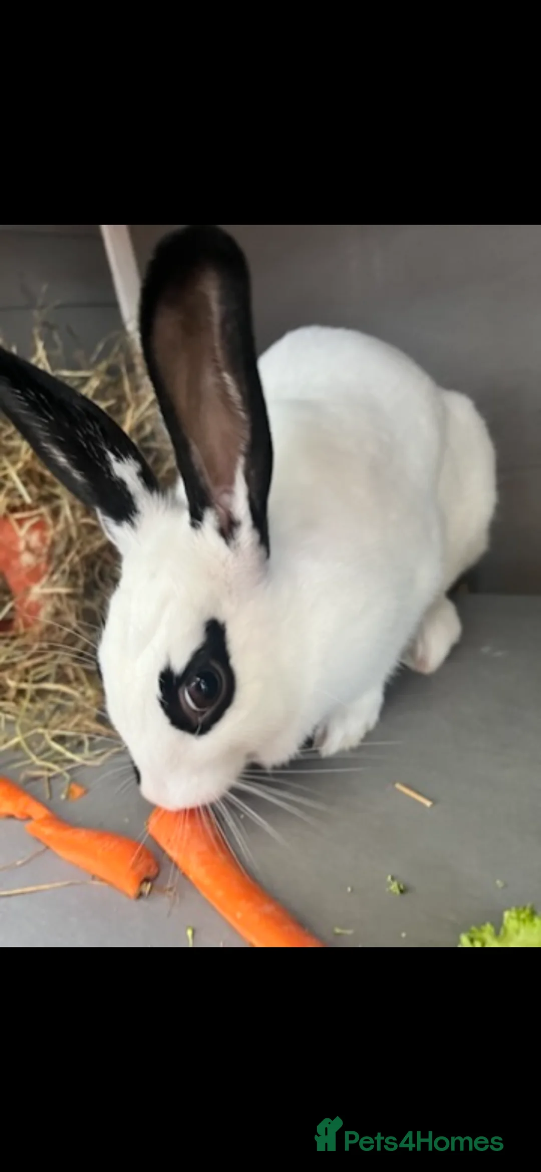 Mixed Breed rabbits for sale: Beautiful 2 year old female rabbit for rehoming  - Advert 3