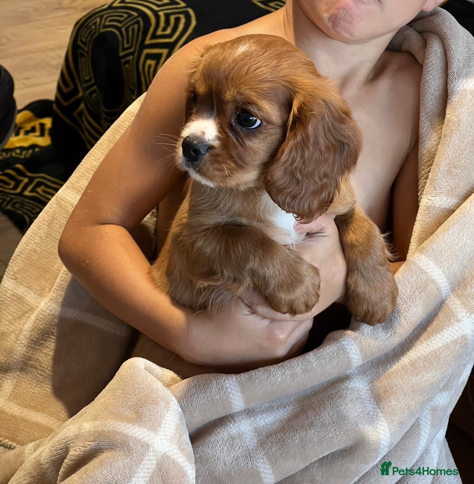 Cavalier King Charles Spaniel dogs KC REG HEALTH TESTED CAVALIER PUPPIES - Advert 2