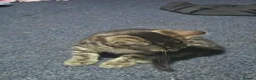 Mixed Breed cats for sale: Mixed male bengal  - Advert 6