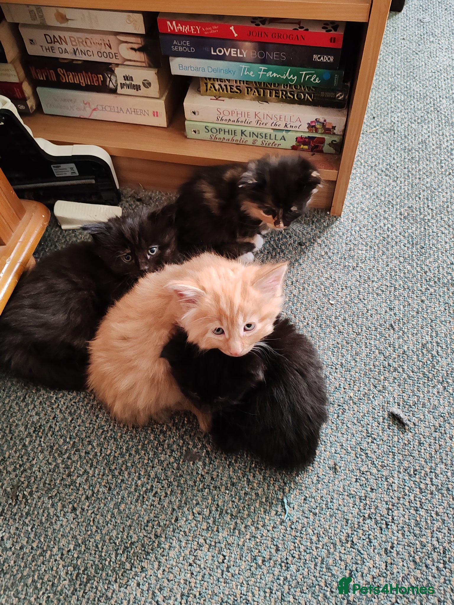 British Longhair cats Lovely kittens for sale - Advert 1