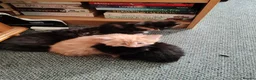 British Longhair cats for sale: Lovely kittens for sale in Bracknell - Advert 1