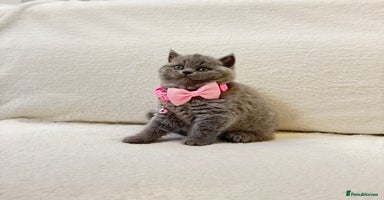British Shorthair cats - Advert 3