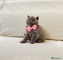 British Shorthair cats - Advert 3