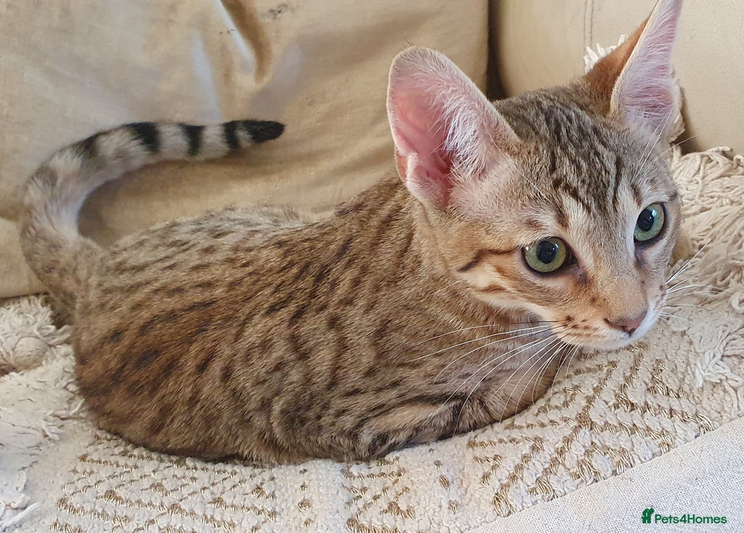 Savannah cats for sale: Fabulous F5 SBT Savannah Kittens! REDUCED! - Image 14