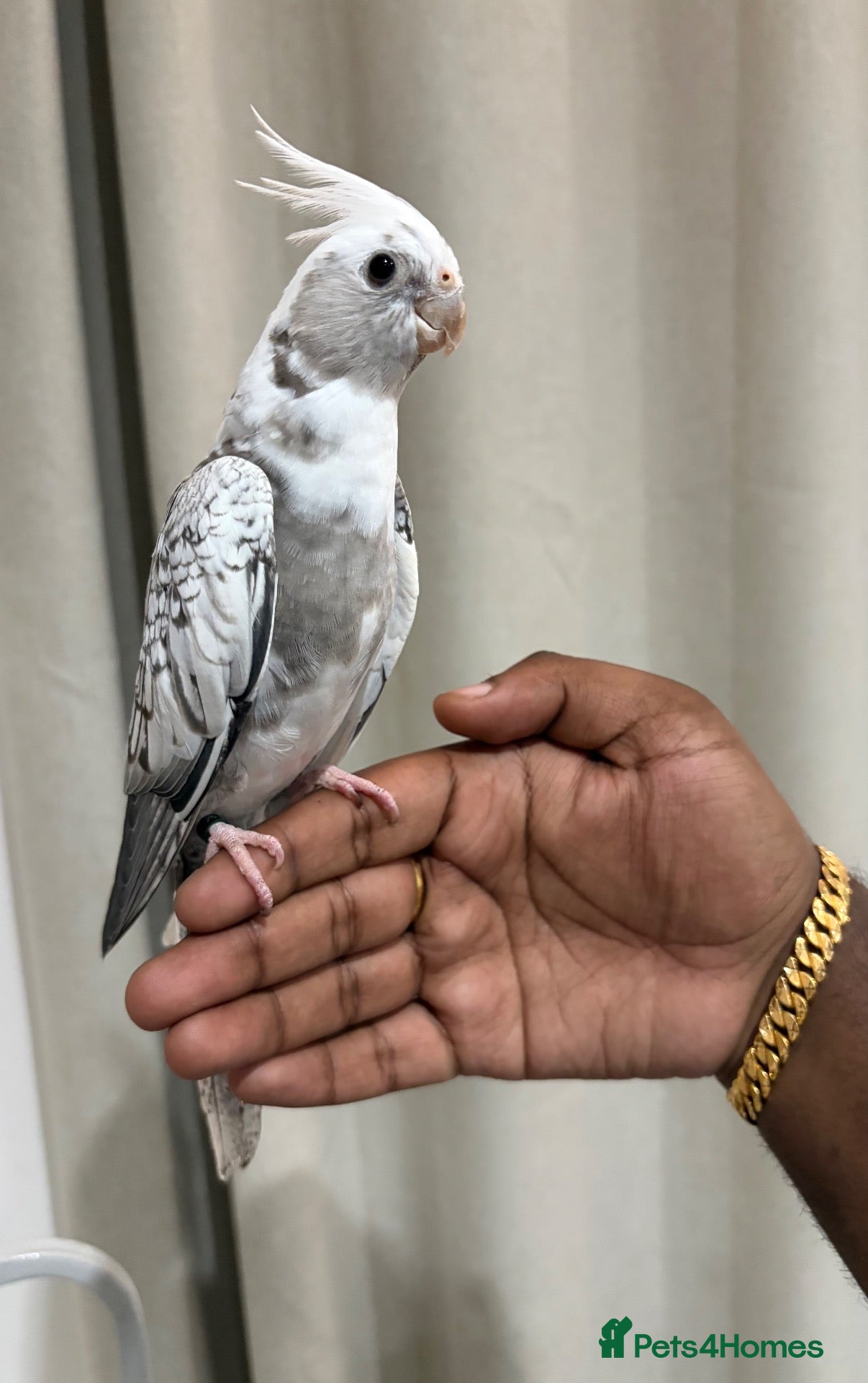 Cockatiels birds Hand Reared White Pied Baby Cockatiel - Advert 2