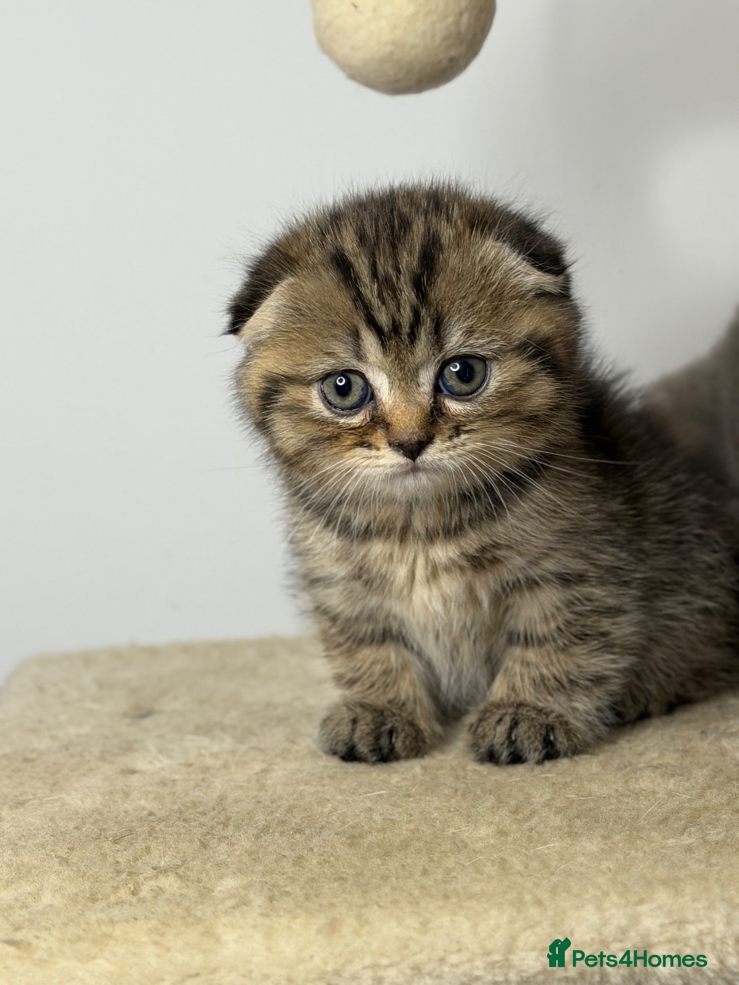 Scottish Fold cats for sale: Adorable Scottish Fold Kittens for Loving Homes - Advert 7