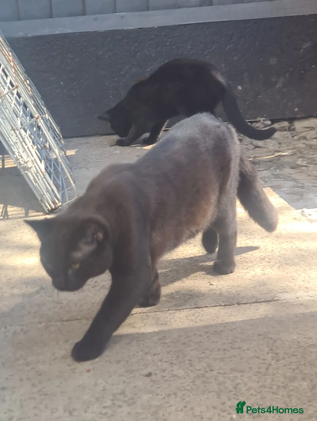 Mixed Breed cats for sale: Beautiful big male 1yr old - Advert 2