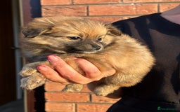 Pomeranian dogs for sale: 5 BEAUTIFUL TEDDY TYPE FOXY POMERANIANS - Image 29