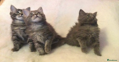 Maine Coon cats - Advert 3