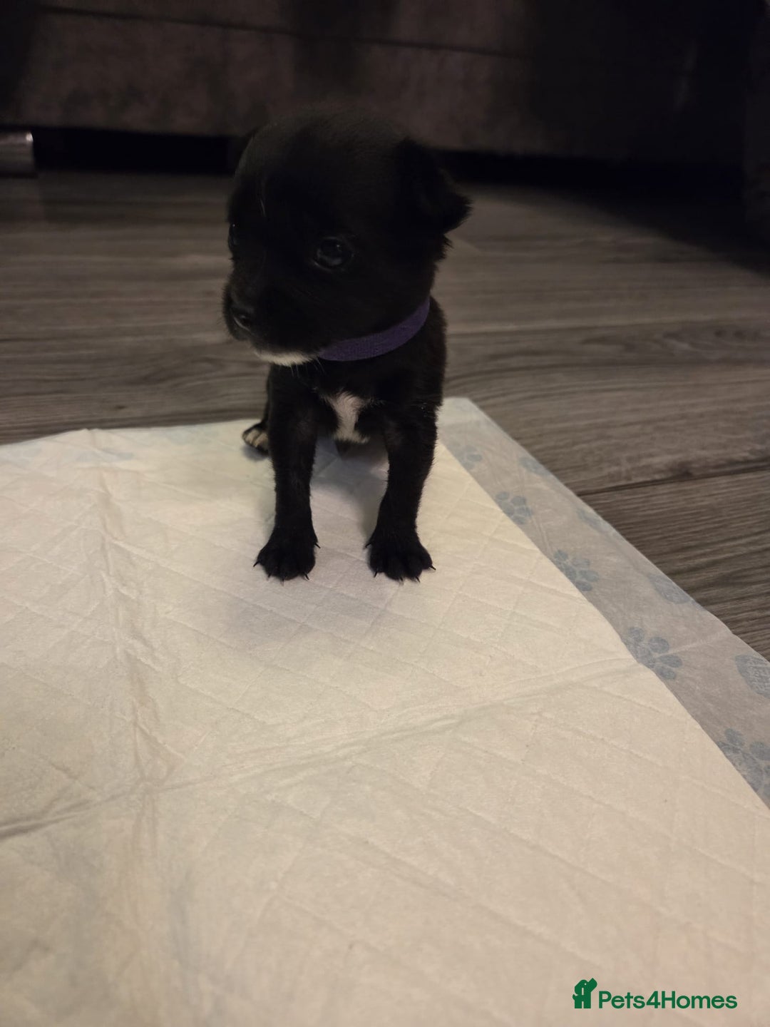 Mixed Breed dogs for sale: Jackchi - Advert 5