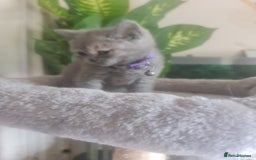 British Shorthair cats for sale: Adorable kittens  4 sweet home - Image 24