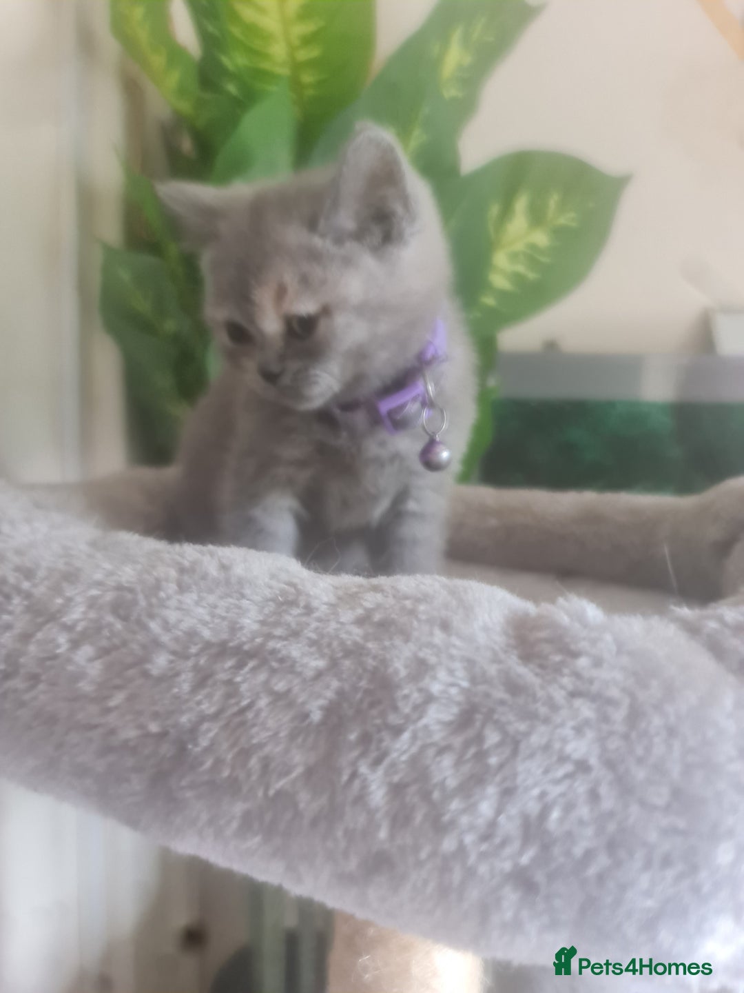 British Shorthair cats for sale: Adorable kittens  4 sweet home - Image 24