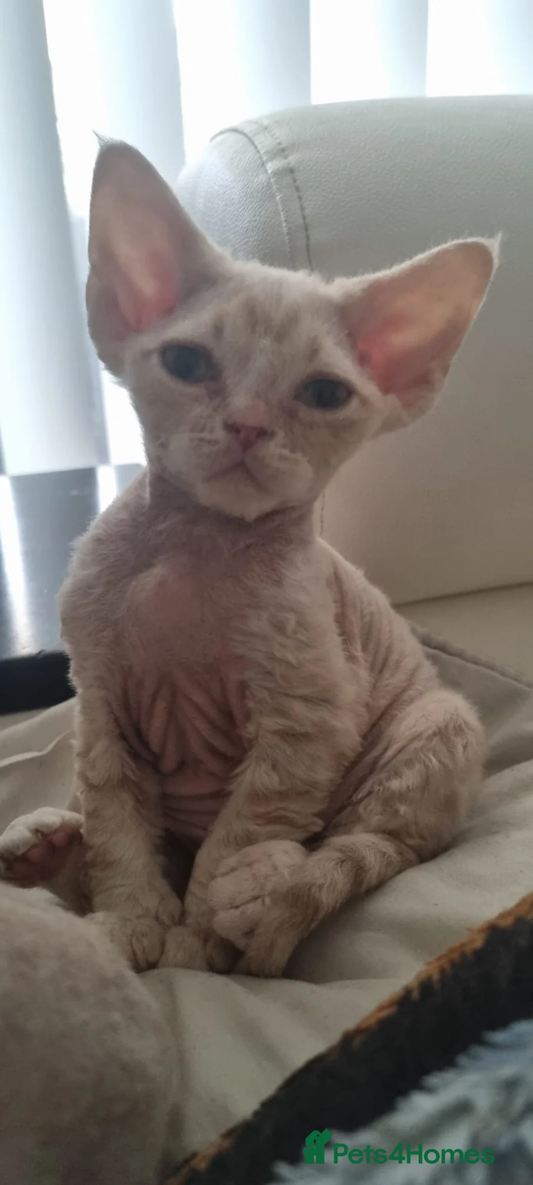 Devon Rex cats for sale: ❤️ Gorgeous Devon Rex Girls ❤️ - Advert 5