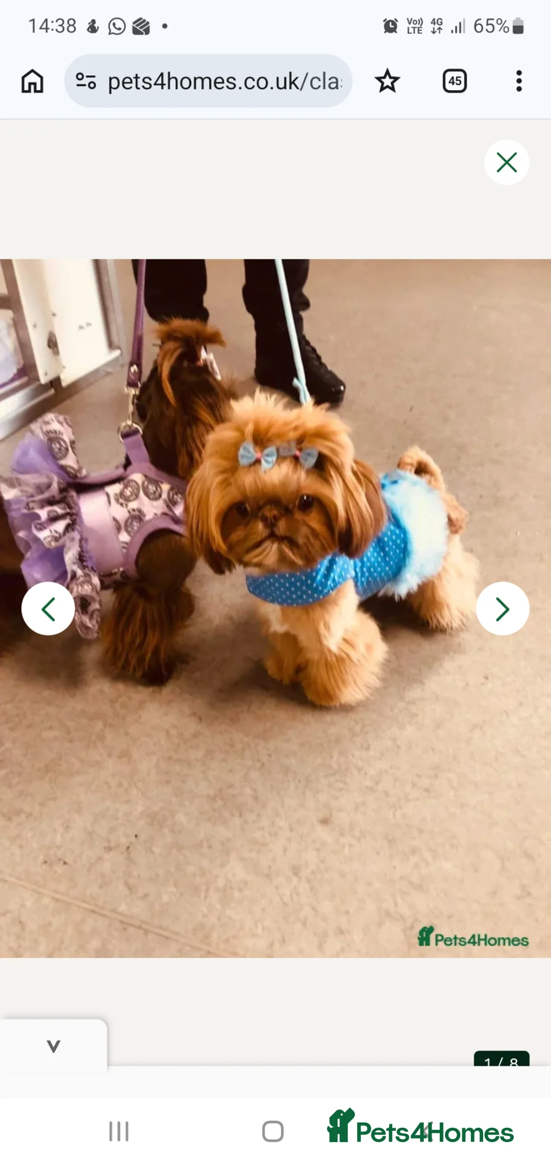 Shih Tzu dogs for sale: Imperial Shih Tzu ready to go today in Blackpool - Advert 2