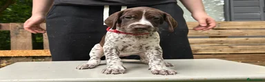German Shorthaired Pointer 4