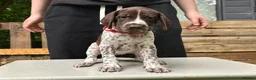 German Shorthaired Pointer dogs for sale: KC Reg GSP Pups (5 LEFT!) - Advert 23