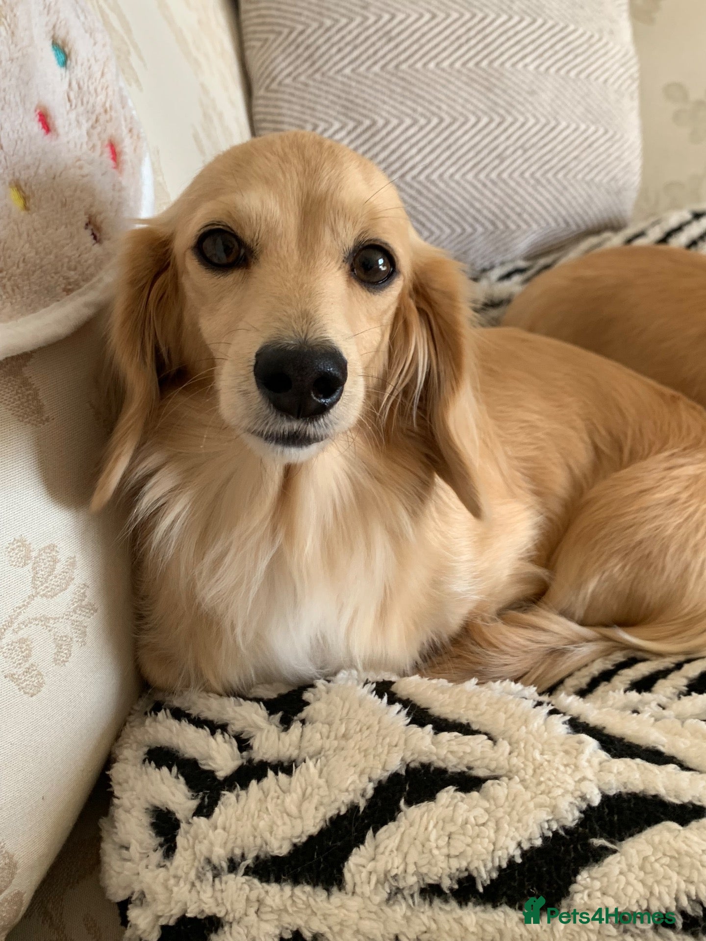 Miniature Dachshund dogs Cream Minature Dachshund adult female longhaired - Advert 1