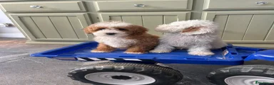 Cavapoo 7