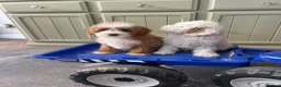 Cavapoo dogs for sale: Multigenerational Australian labradoodle cavapoo  - Advert 17